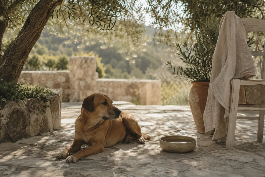 Sommer mit Hund: Entspannt durch die heißen Tage