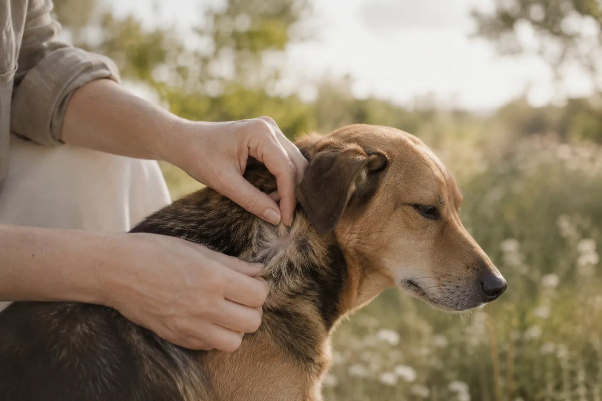 Zeckenschutz beim Hund: Eine ruhige Routine für unbeschwerte Wege
