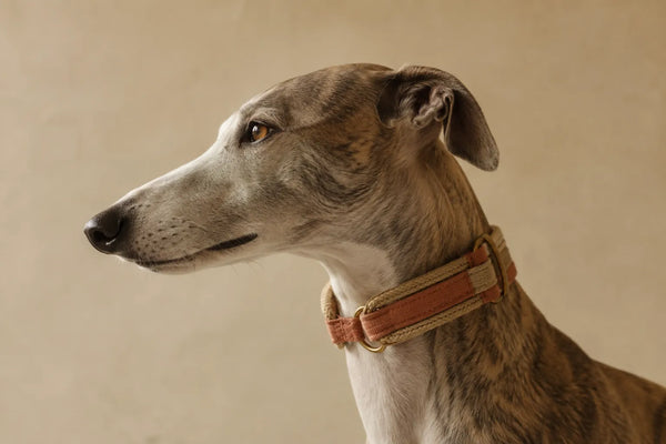Windhund im Profil mit breitem Zugstopphalsband aus Tau