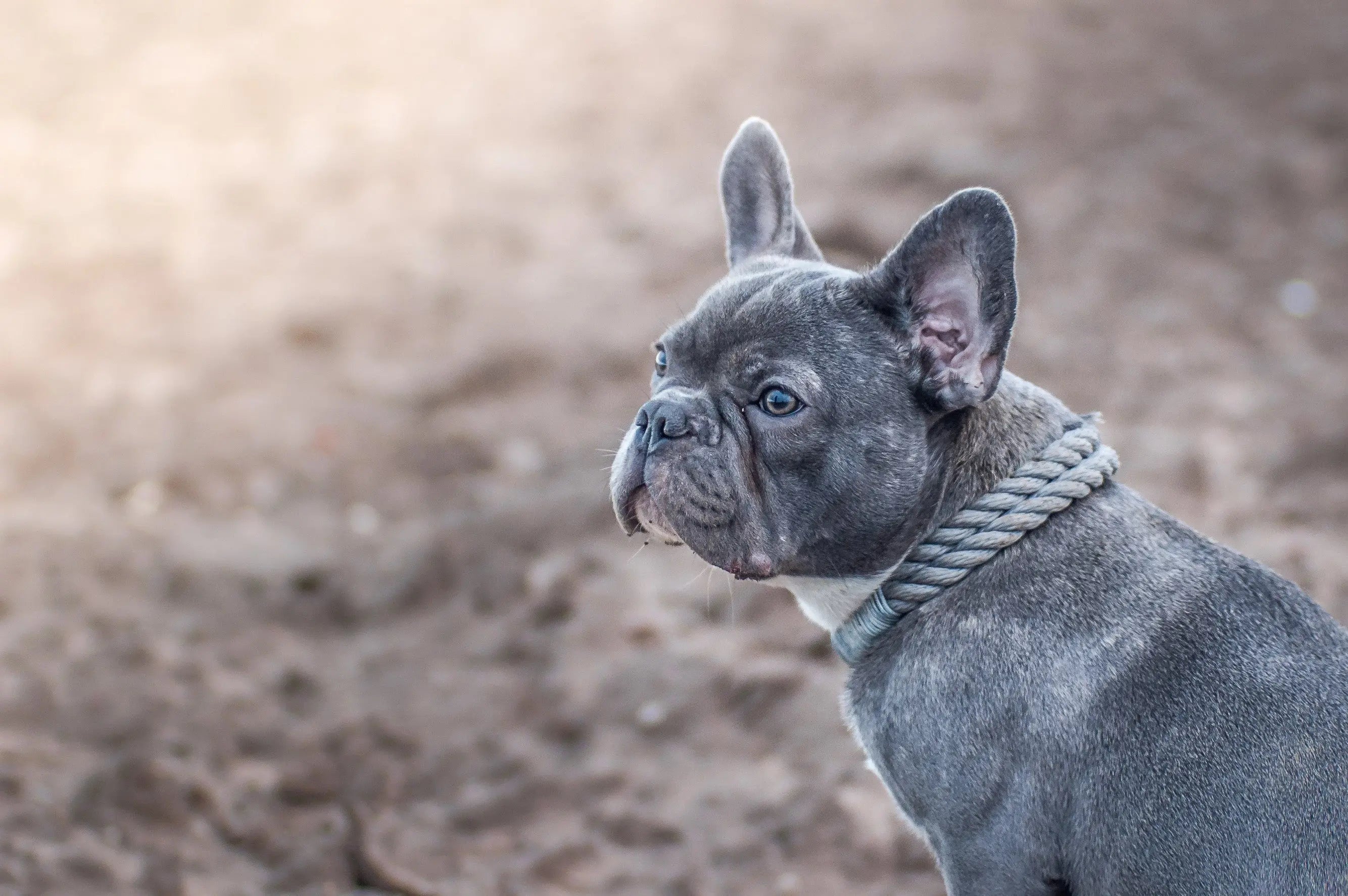 Die-neuesten-Produkte-für-deinen-Vierbeiner Exceptional