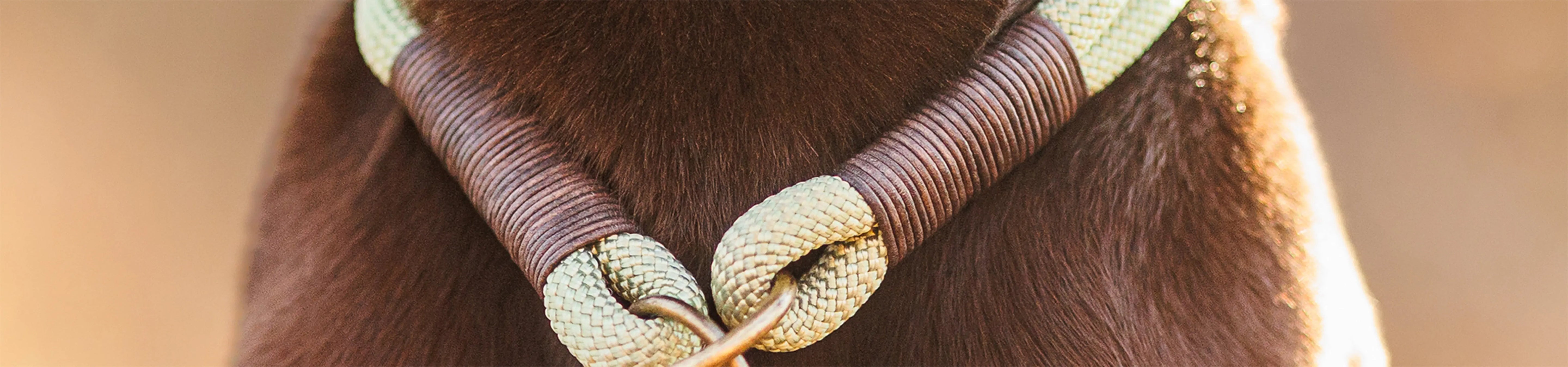 Zugstopphalsbänder Exceptional