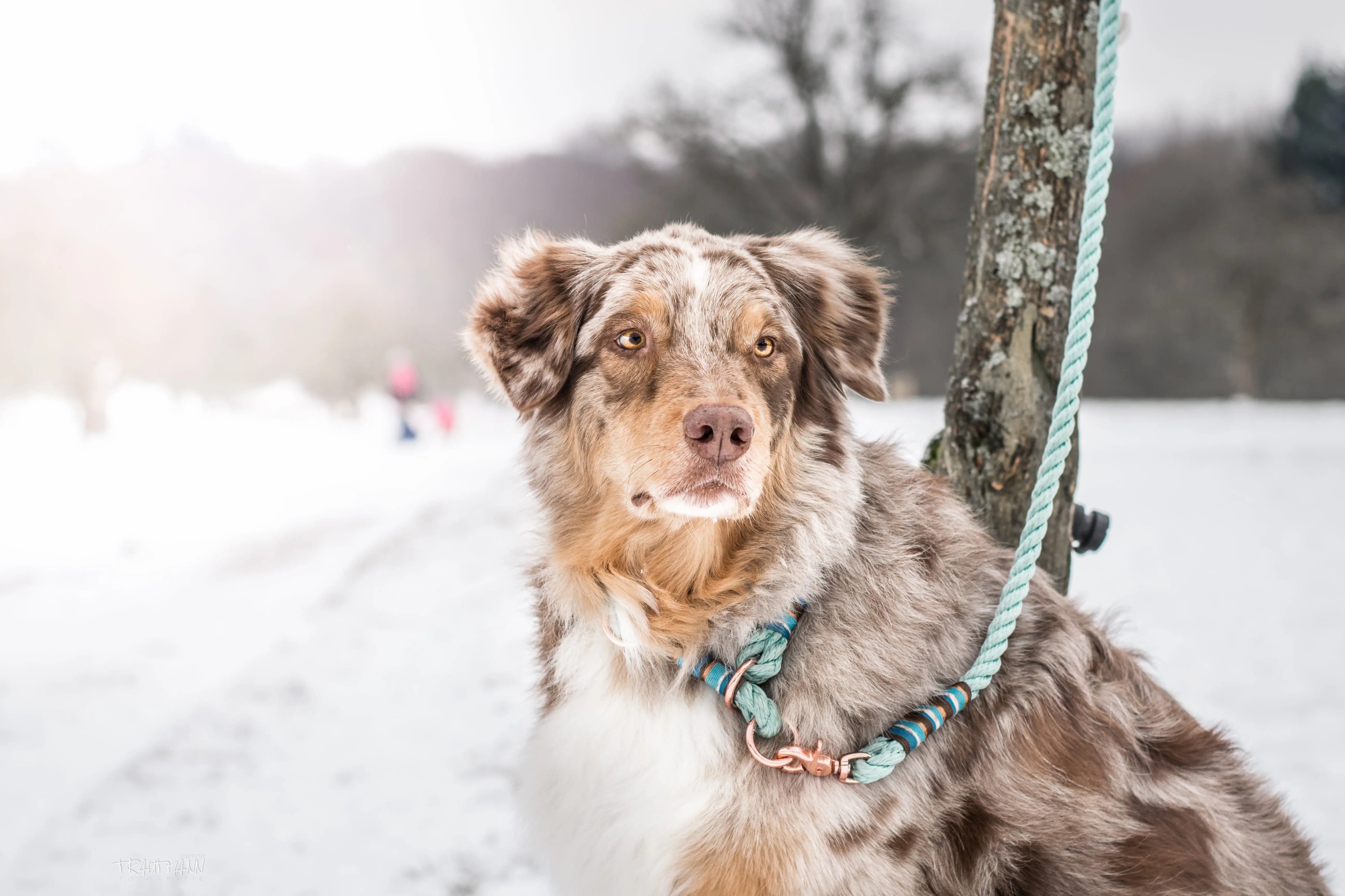 Hundeleinen Exceptional