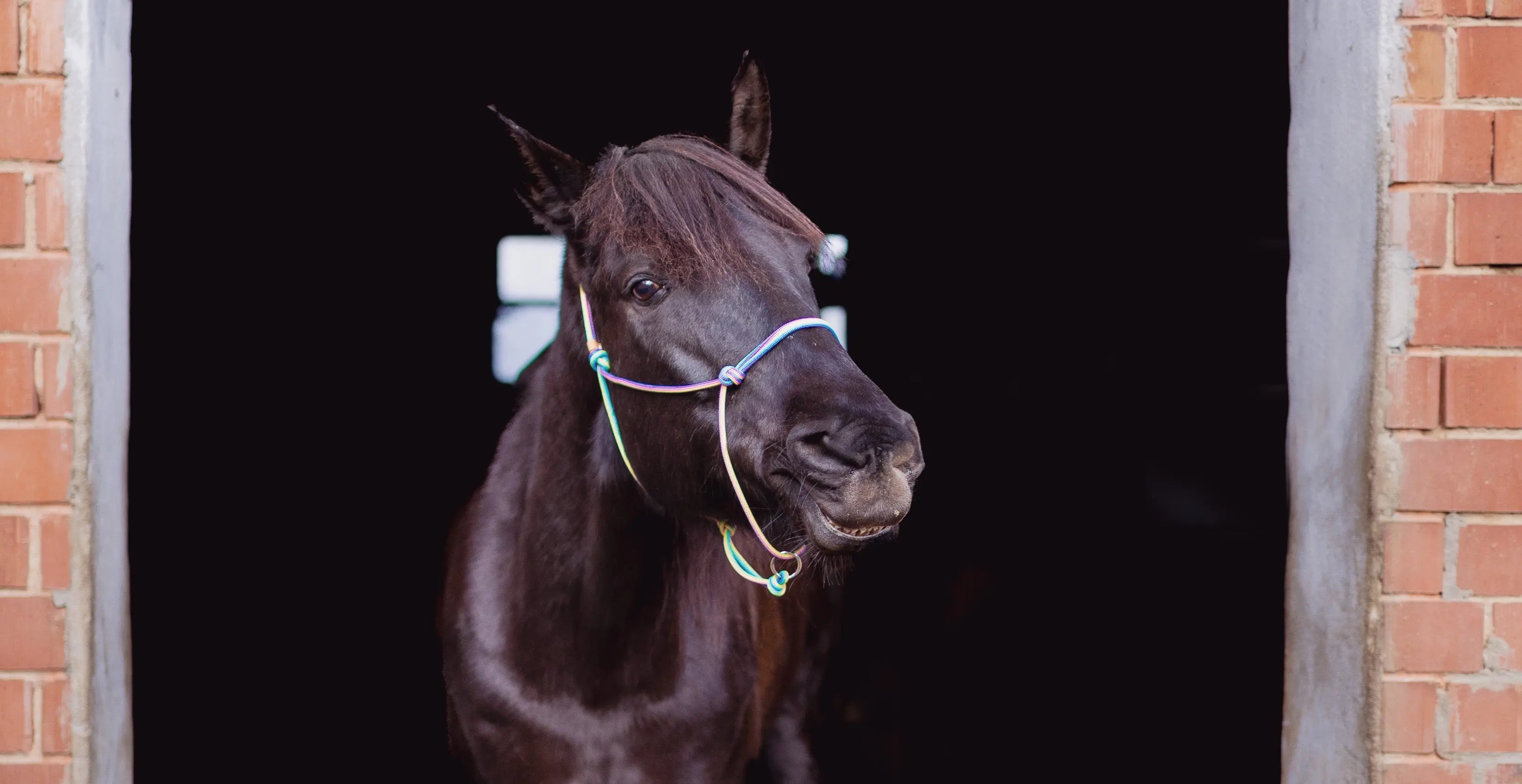 Tau-Produkte-für-Pferde Exceptional