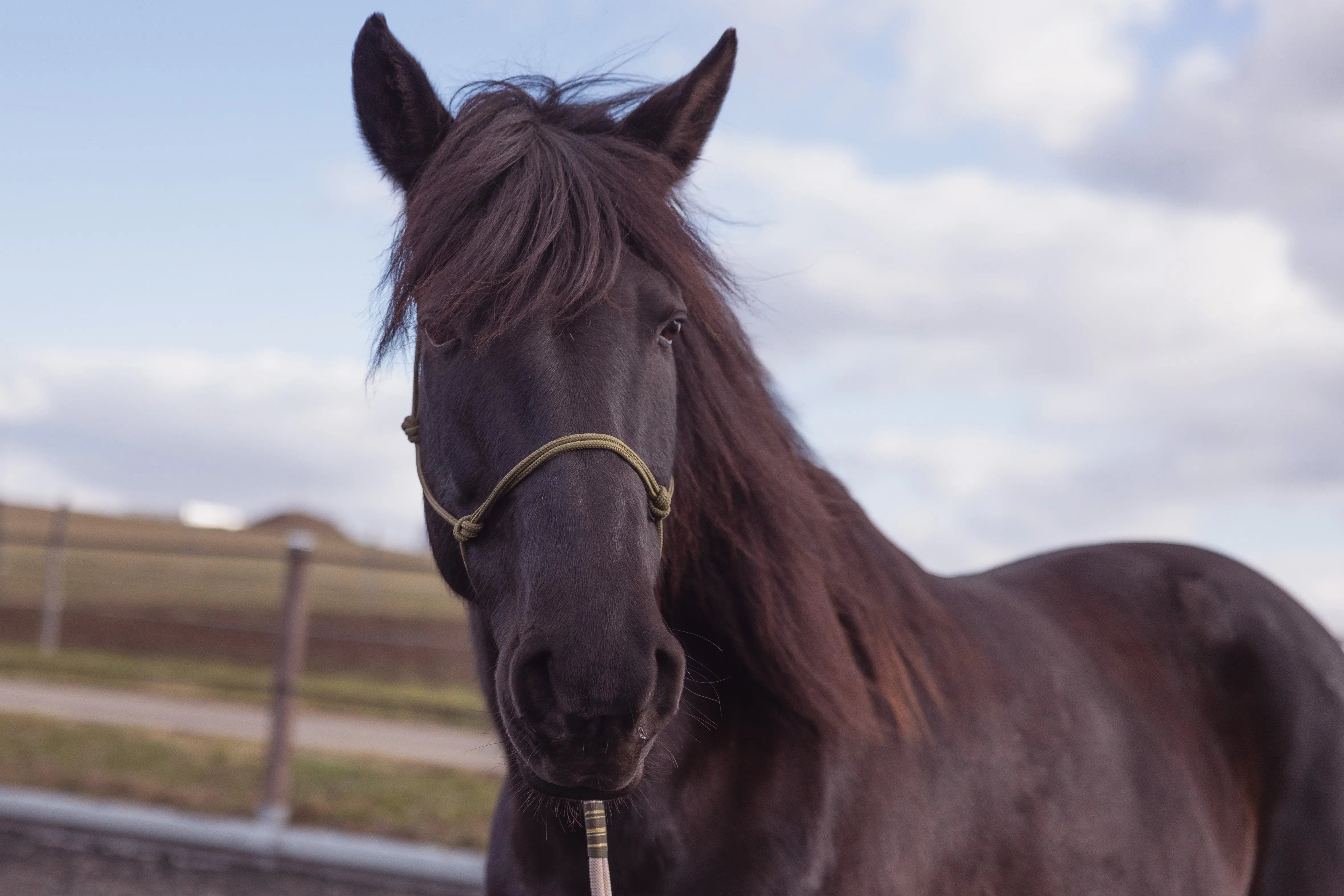 Tau-x-BioThane-Produkte-für-Pferde Exceptional