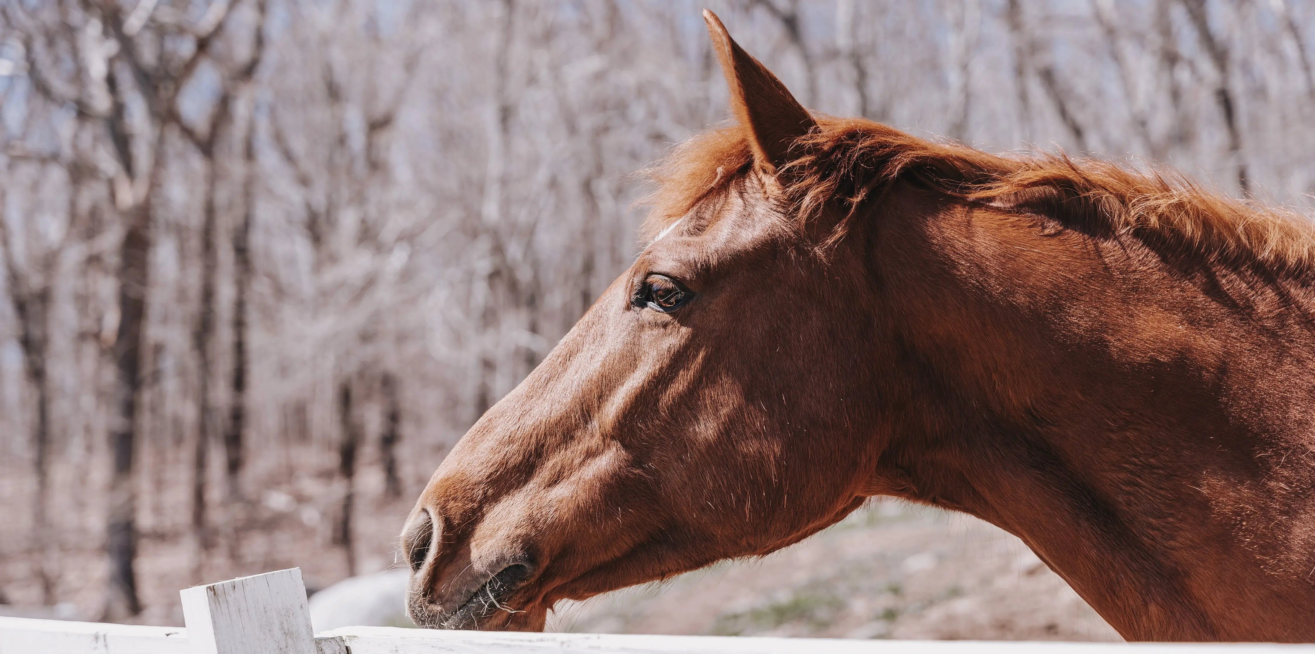 Neue-Produkte-für-Pferde Exceptional