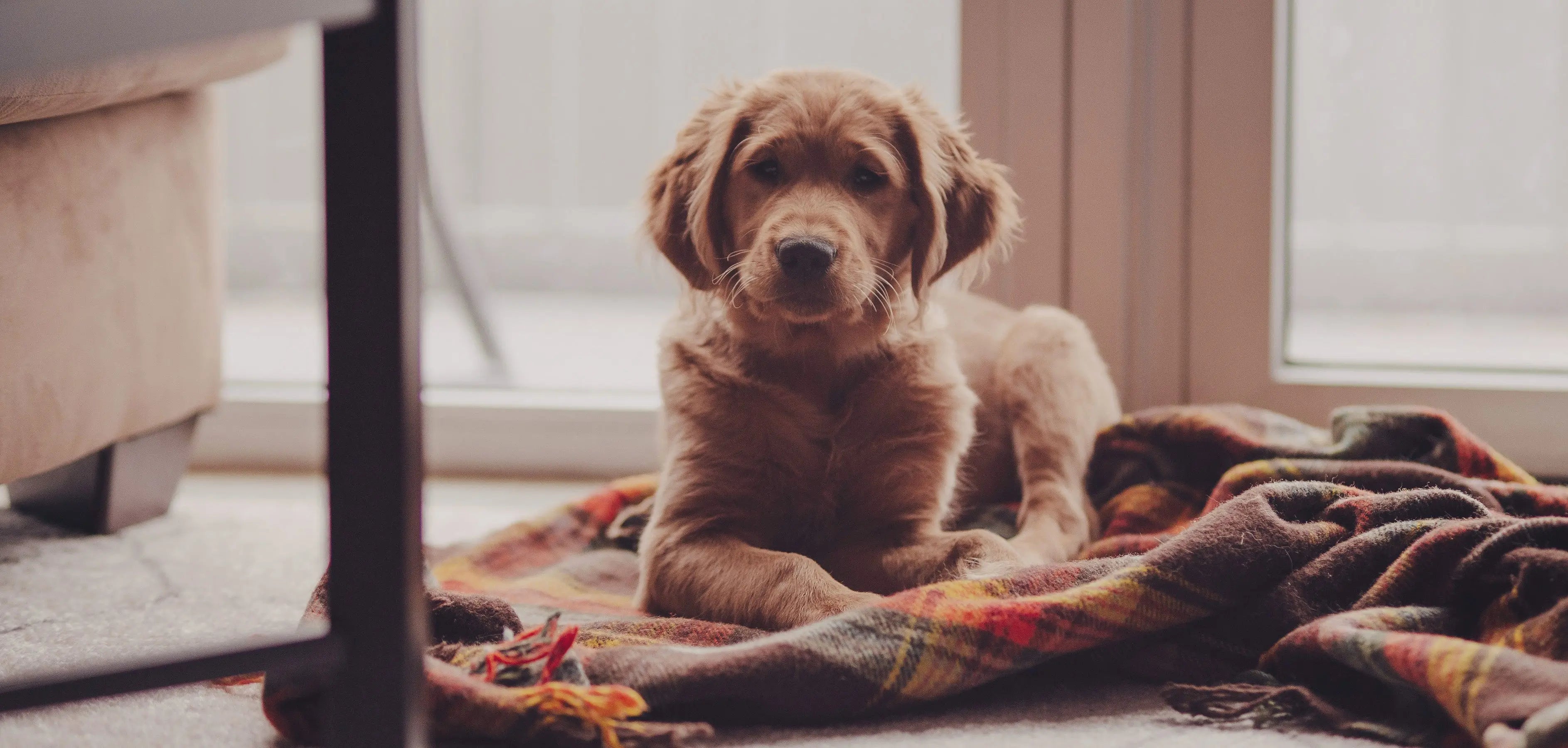 Welpen-Produkte Exceptional