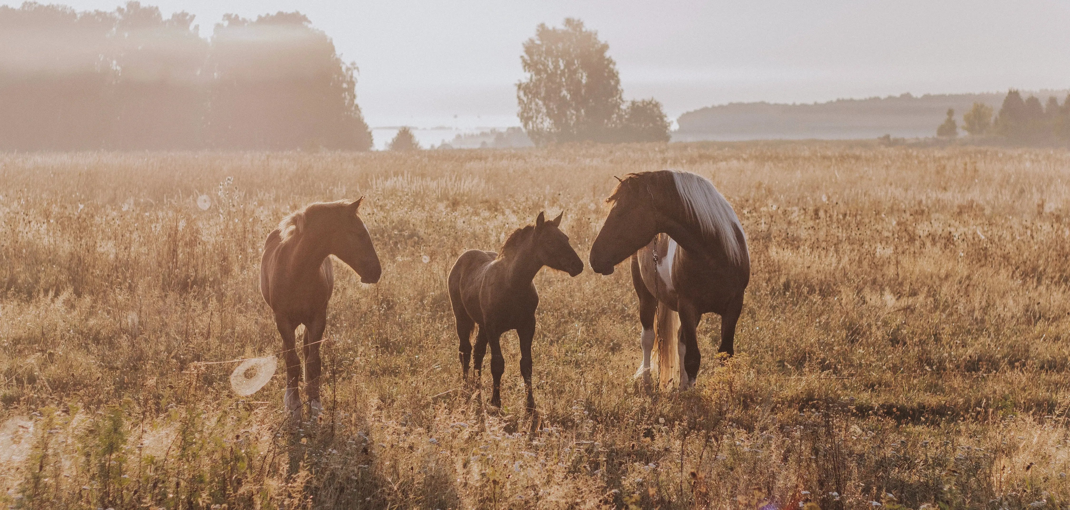 SALE-Produkte-für-Pferde Exceptional