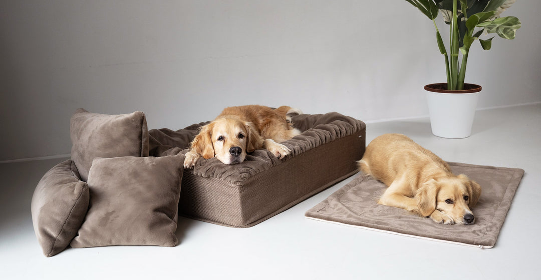 Hundebett Buddelbox® in Cappuccino – weitere Ansicht, Exceptional