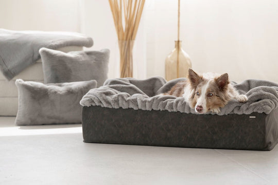 Hundebett Buddelbox® in Grau – Produktansicht, Exceptional