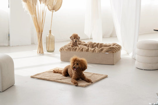 Hundebett Buddelbox® in Karamell – Detail Webpelz, Exceptional