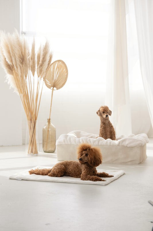 Hundebett Buddelbox® in Creme – weitere Ansicht, Exceptional