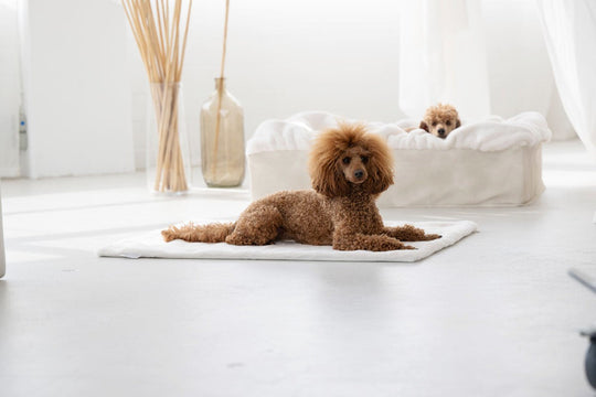Hundebett Buddelbox® in Creme – Detail Webpelz, Exceptional