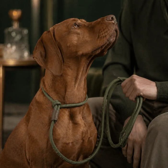 Moxon & Retrieverleinen