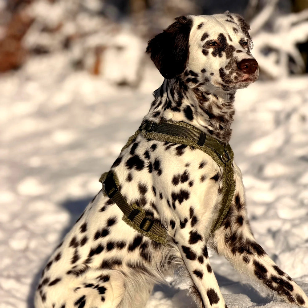 Geschirre für Hunde die mehr wollen.