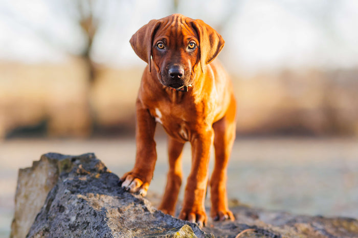Nala – Sandras Rhodesian Ridgeback Hündin