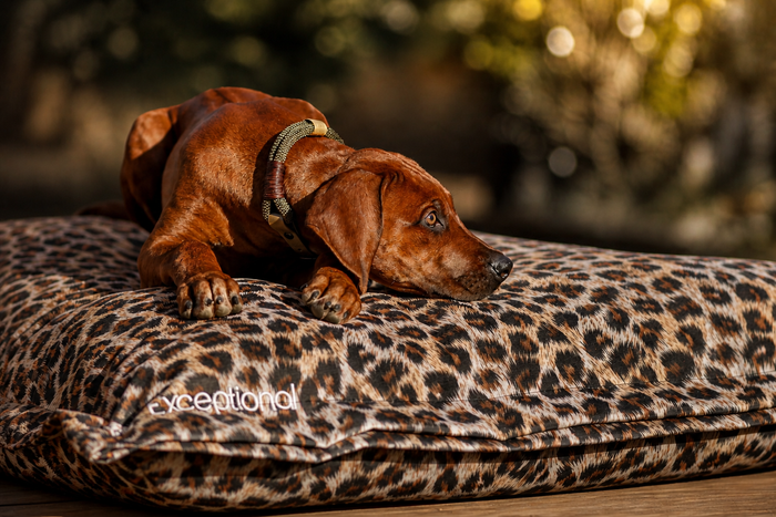 Hundebetten