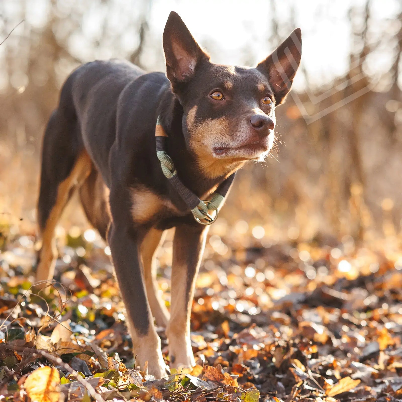 Exceptional Zugstopp Halsband – handgefertigte Hundehalsbänder aus Segeltau