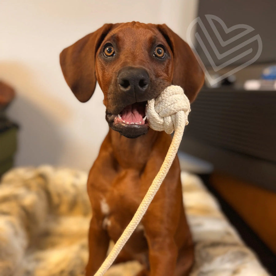 Hund mit Hanf-Knödel Wurfball von Exceptional