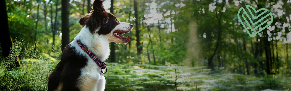 Exceptional Tauhalsband – handgefertigte Hundehalsbänder aus Segeltau