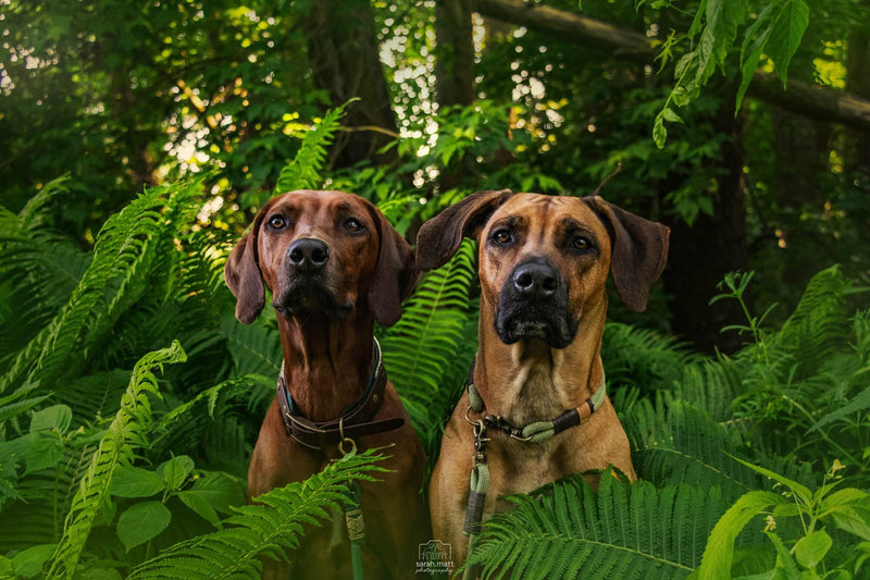 Handgefertigte Hundehalsbänder von Exceptional Manufaktur