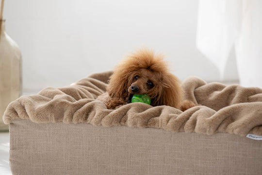 Hundebett Buddelbox® in Karamell – Produktansicht, Exceptional
