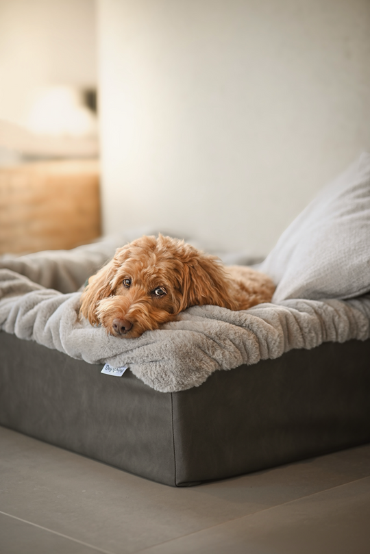 Hunde kuscheln im Hundebett Buddelbox® Grau, Exceptional