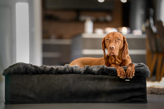 Hund im Hundebett Buddelbox® Dunkelgrau, Exceptional