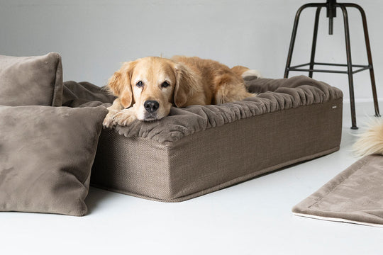 Hund im Hundebett Buddelbox® Cappuccino, Exceptional