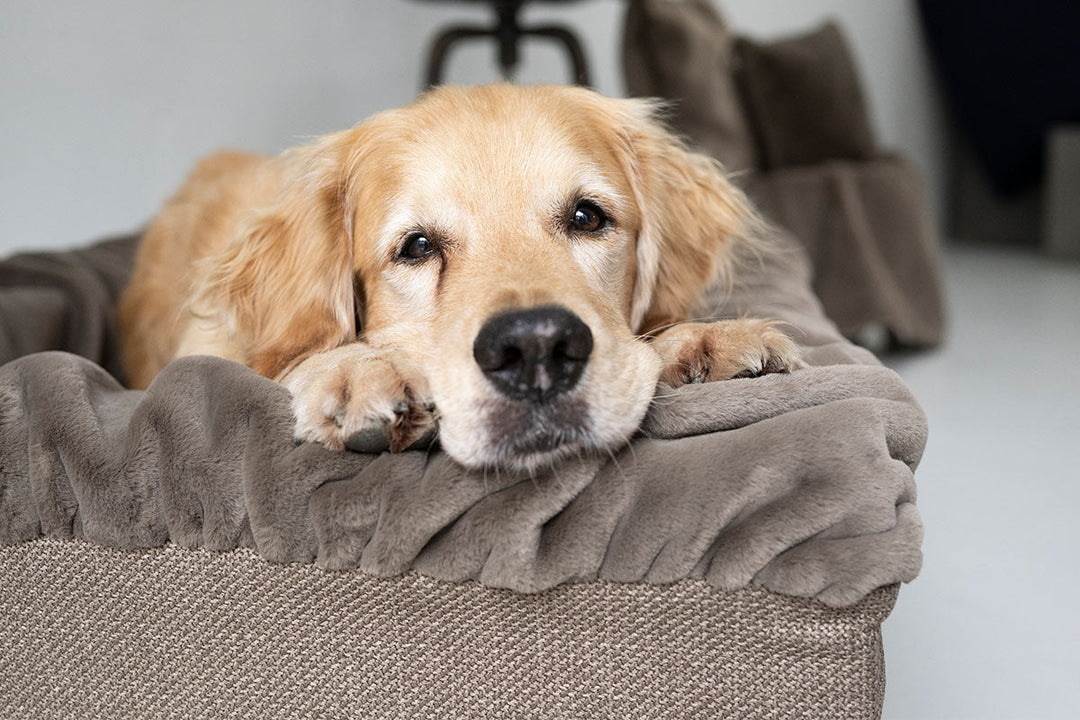 Hund kuschelt im Hundebett Buddelbox® Cappuccino, Exceptional
