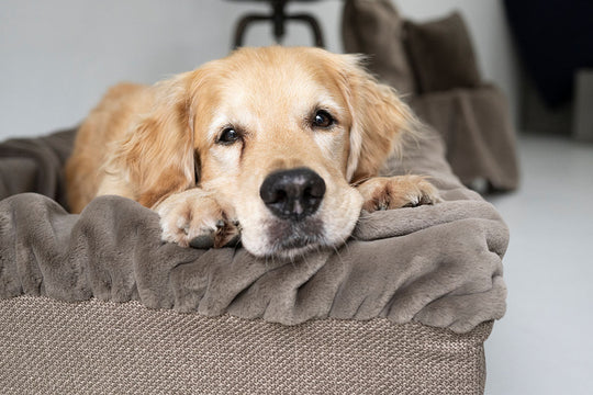 Hund kuschelt im Hundebett Buddelbox® Cappuccino, Exceptional