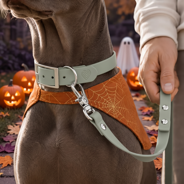 Hund an BioThane® Hundeleine – Halloween-Edition, Exceptional