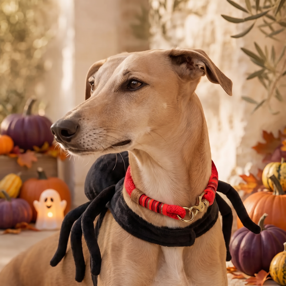 Set 'Coral Crush' – Halloween-Edition mit Hund, Exceptional