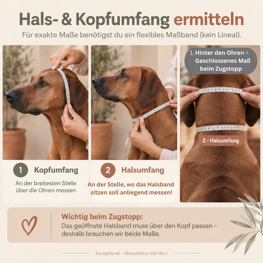 Hals- und Kopfumfang beim Hund ermitteln – Messanleitung für Halsband, Zugstopp-Halsband und Set von Exceptional