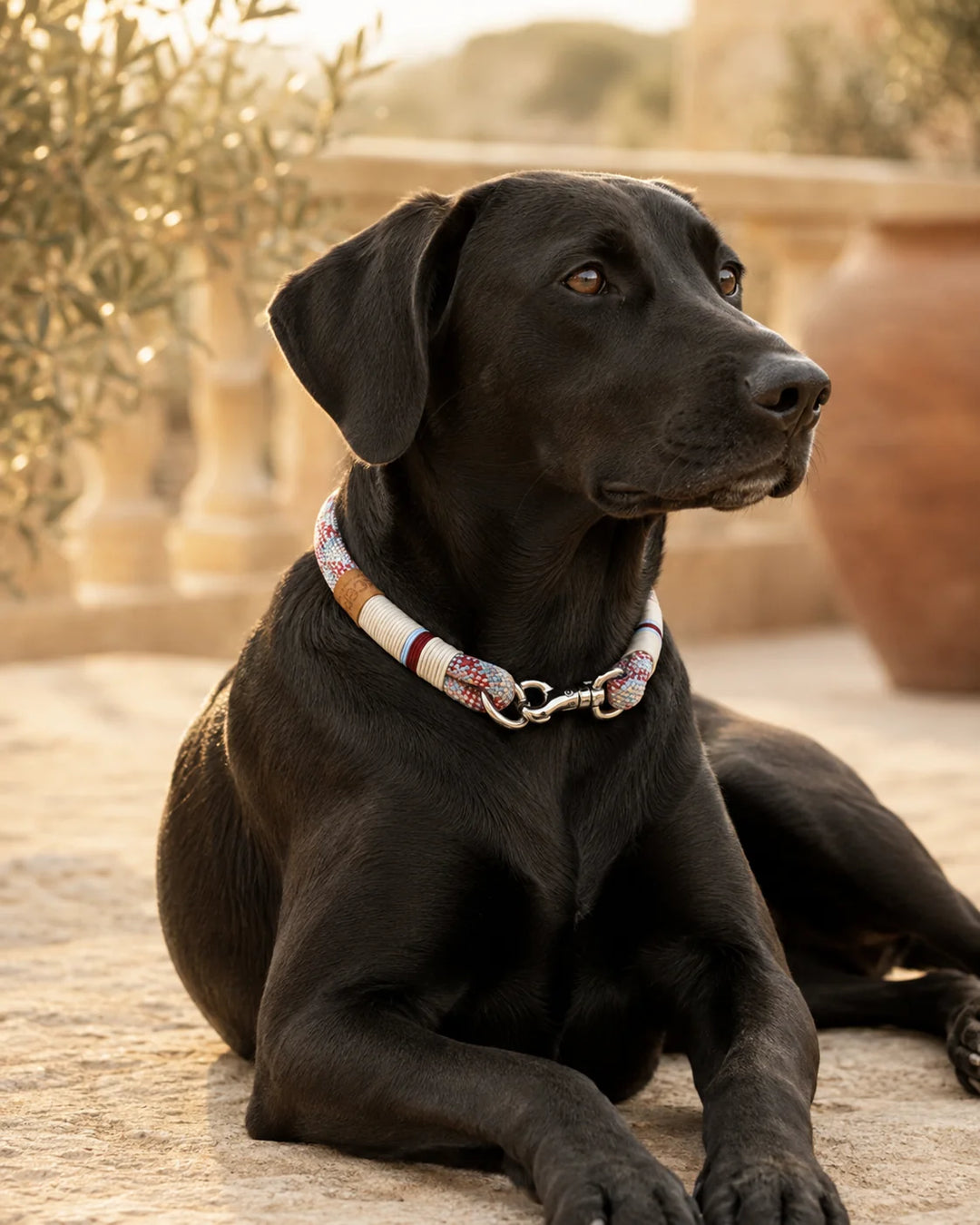 Schwarzer Hund mit dem handgefertigten Tauhalsband Cala Notte