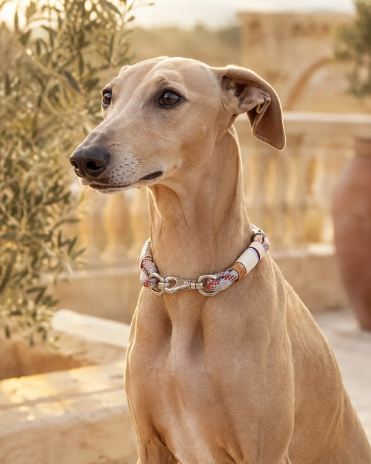 Windhund mit dem Tauhalsband Cala Notte in Beerenrot