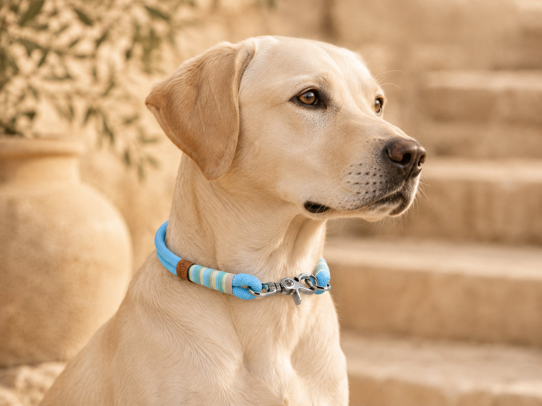 Tauhalsband 'Bahía' am Labrador Exceptional - Manufaktur mit Herz