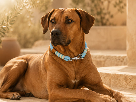 Tauhalsband 'Bahía' am Rhodesian Ridgeback Exceptional - Manufaktur mit Herz