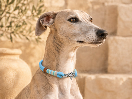 Tauhalsband 'Bahía' am Hund Exceptional - Manufaktur mit Herz