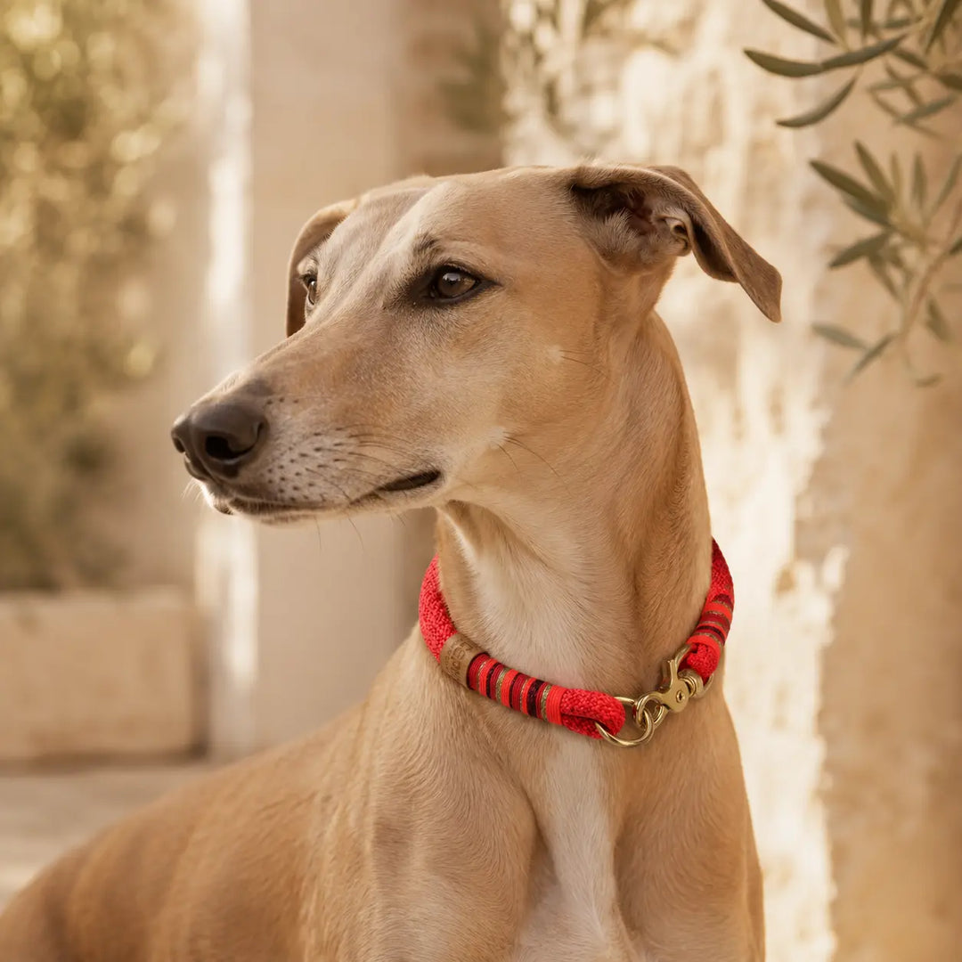 Set | Tauhalsband und Tauleine 'Coral Crush'