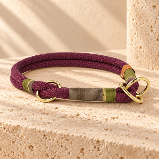 Rhodesian Ridgeback mit Zugstopp-Halsband 'Weinberglicht' – Portrait, Exceptional