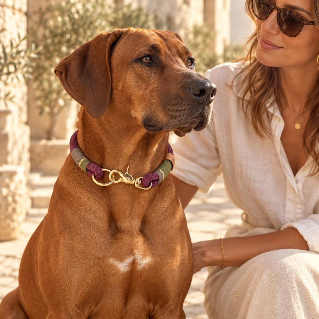 Rhodesian Ridgeback mit Zugstopp-Halsband 'Weinberglicht' auf mediterraner Terrasse, Exceptional