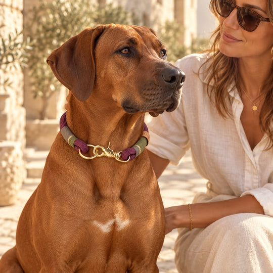 Rhodesian Ridgeback mit Zugstopp-Halsband 'Weinberglicht' auf mediterraner Terrasse, Exceptional
