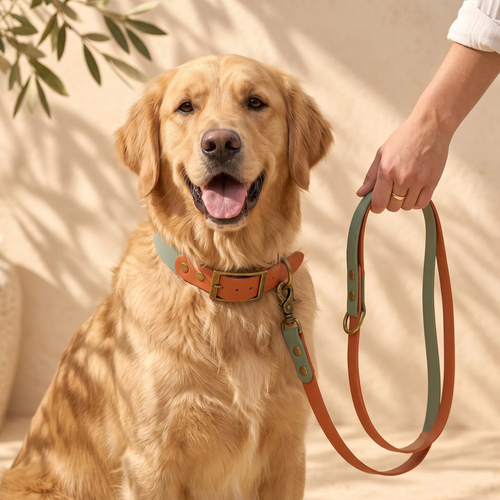 Golden Retriever mit BioThane Halsband und Hundeleine Heritage Green in Sage und Cognac – Exceptional