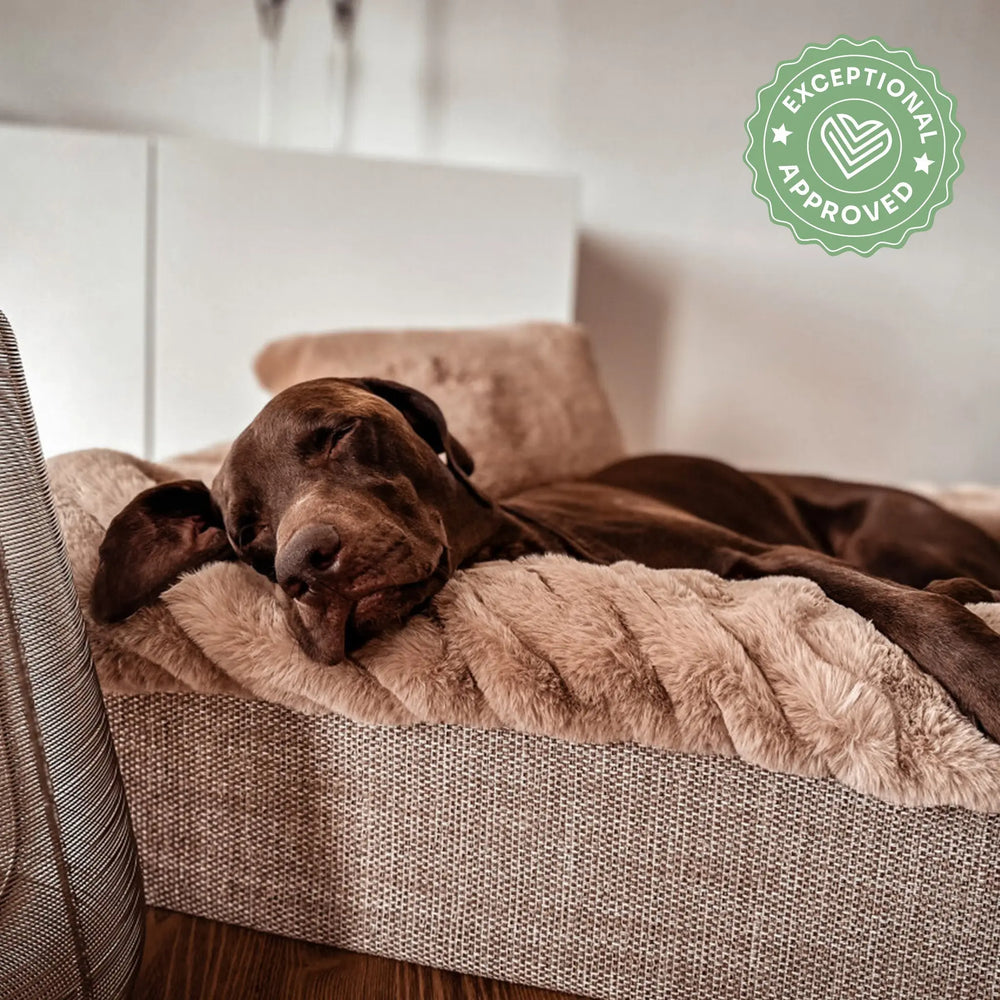 Hundebett Buddelbox Beige Exceptional - Manufaktur mit Herz