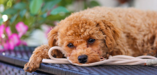 Sets für kleine Hunde