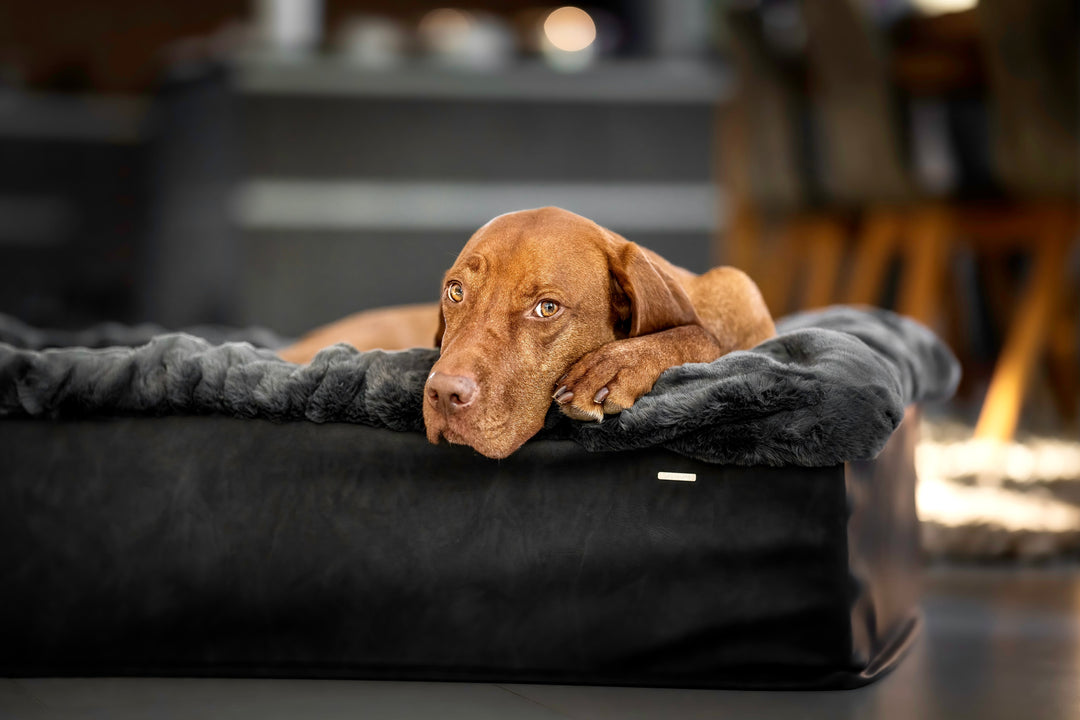 Hundebett Buddelbox® in Dunkelgrau – weitere Ansicht, Exceptional